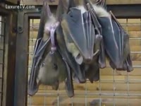 Zoophilia bats masturbating while hanging